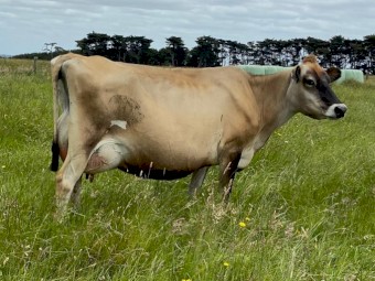 Dairy Herd x 200 head