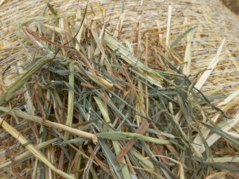 300 x Oaten Hay 4x4 Round Bales
