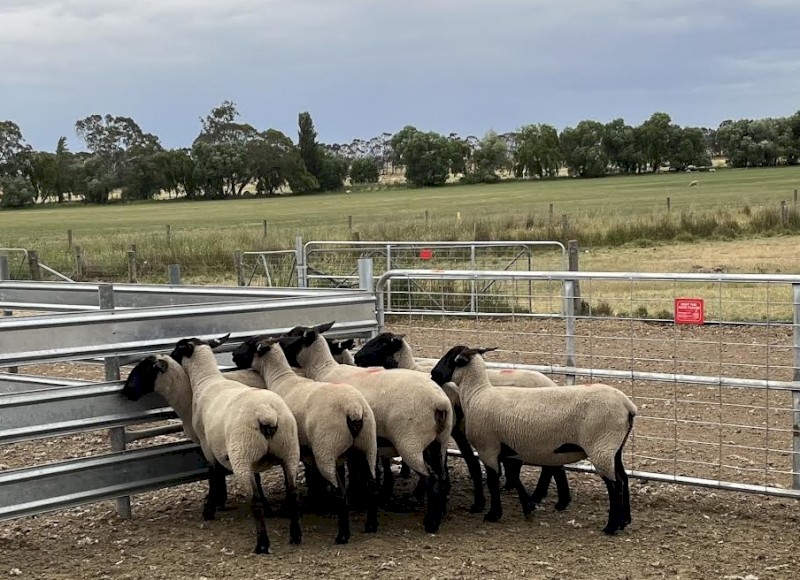 9 x Commercial Suffolk Ewes