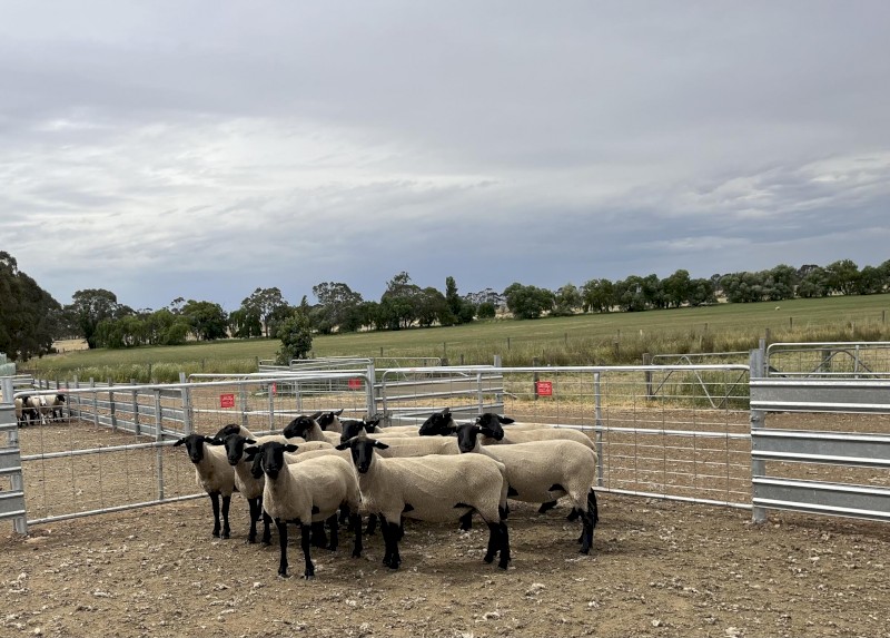 13 x Stud Suffolk Ewes