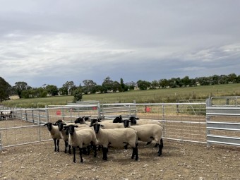 13 x Stud Suffolk Ewes