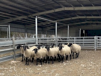 13 x Stud Suffolk Ewes