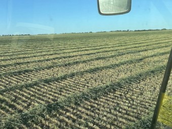  Wheaten Hay 700kg 8x4x3 Bales
