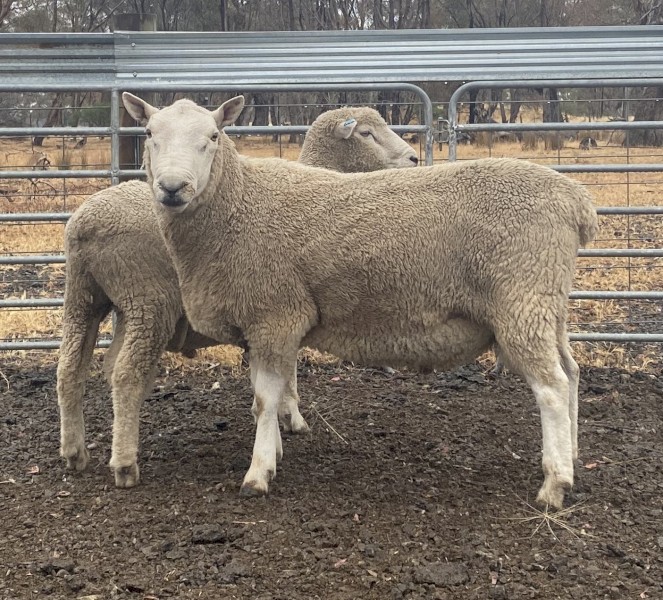 Cheviot Ram - Grand Ridge bred