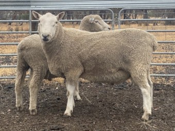 Cheviot Ram - Grand Ridge bred