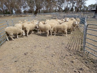 Cheviot Ram - Grand Ridge bred