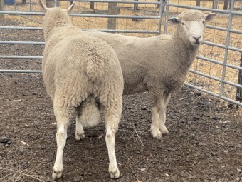 Cheviot Ram - Grand Ridge bred