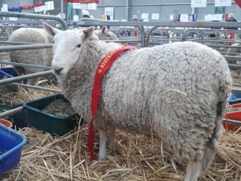 Cheviot Ram - Grand Ridge bred