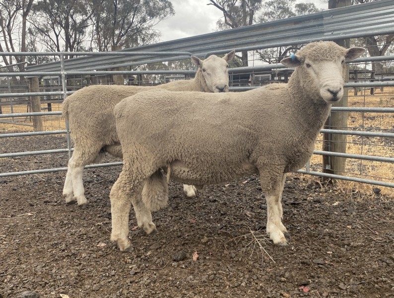 Composite ram, 18 months old