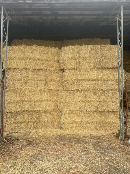 30mt Canola Hay 500kg 8x4x4 Bales