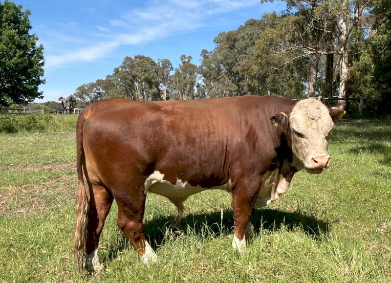 Poll Hereford Bulls