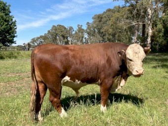 Poll Hereford Bulls
