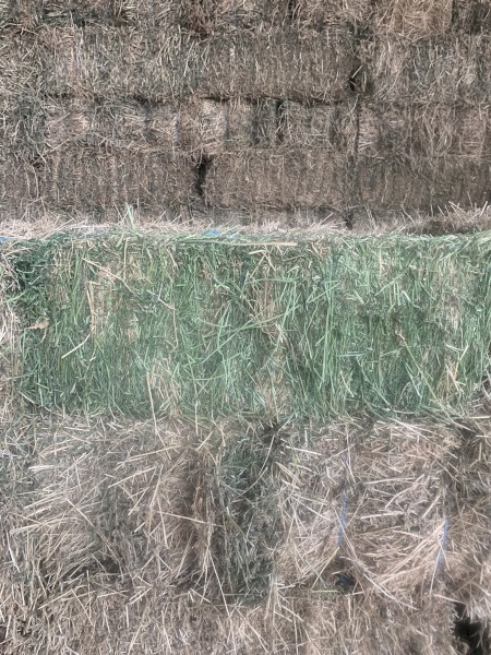 4000 x Lucerne Small Squares