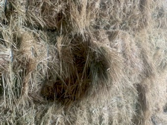 46mt Oaten Hay 700kg 8x4x3 Bales