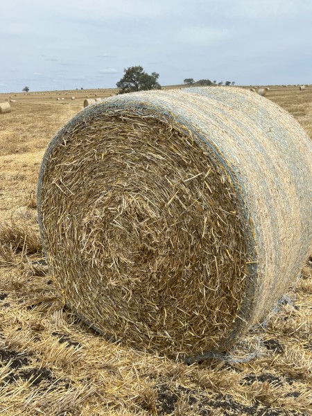 1500 x Barley Straw 5x4 Round Bales