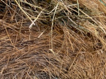 Rye/Wheaten Hay 5x4 Rolls