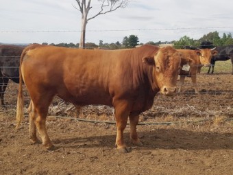 Full blood Red Wagyu Bull
