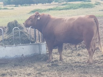 Full blood Red Wagyu Bull