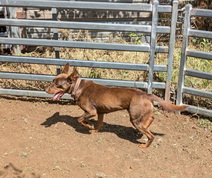 Red and Tan Female Kelpie