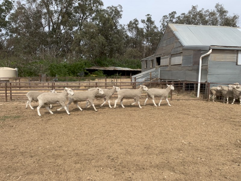 Border Leicester Rams 