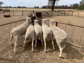 Border Leicester Rams 