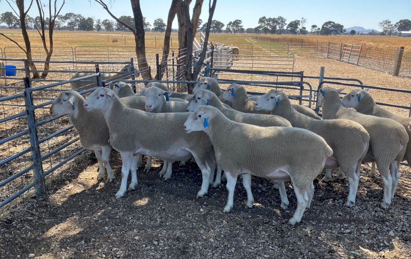 White Suffolk Rams