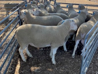White Suffolk Rams