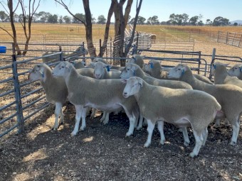 White Suffolk Rams