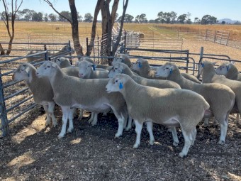 White Suffolk Rams