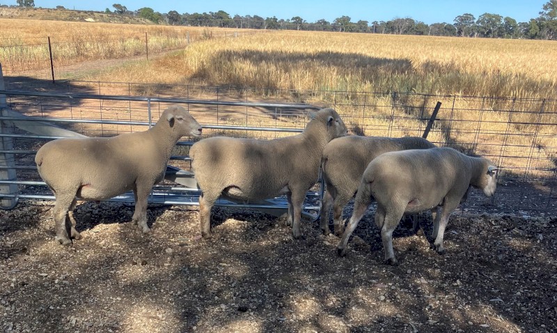 Southdown - White Suffolk Cross Rams