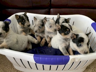 Australian Cattle Dog Stumpy Tails