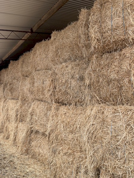 Irrigated Wheaten Header Tailings