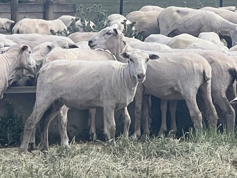First X ewes