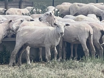 First X ewes