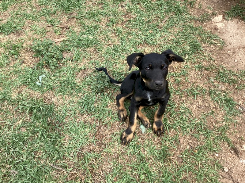 Kelpie pups