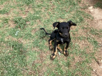 Kelpie pups