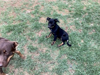 Kelpie pups