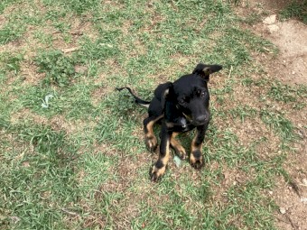 Kelpie pups