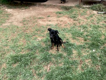 Kelpie pups
