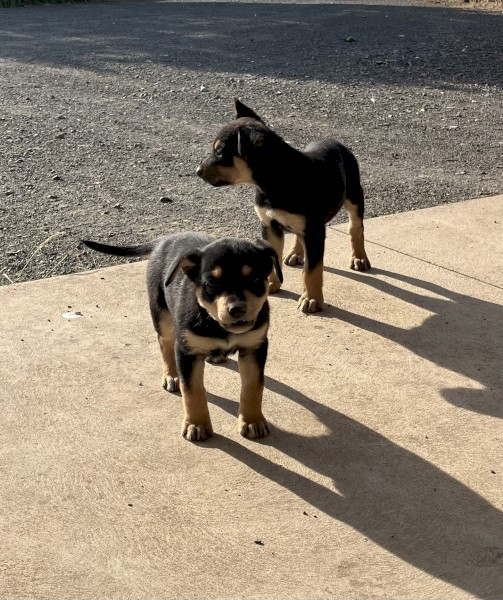 Kelpie pups, black and tan 4 females