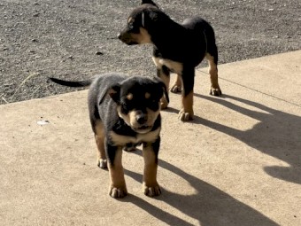 Kelpie pups, black and tan 4 females
