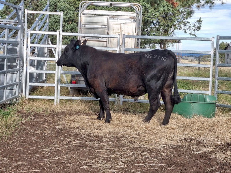 High Spa Bull T2110