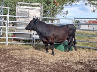 High Spa Bull T2110
