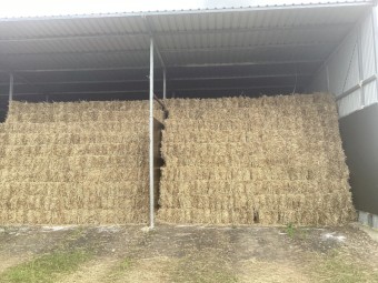 Oaten Hay Small Square