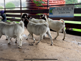 BOER GOAT BUCKS 