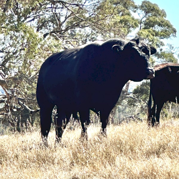 Bull of sale
