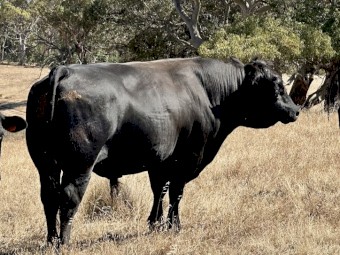 Bull of sale