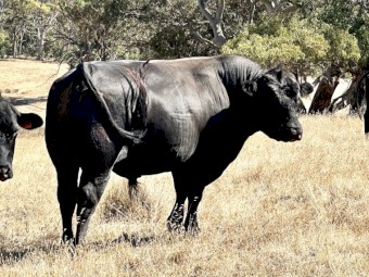 Bull of sale