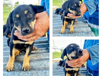 Keplie Pups