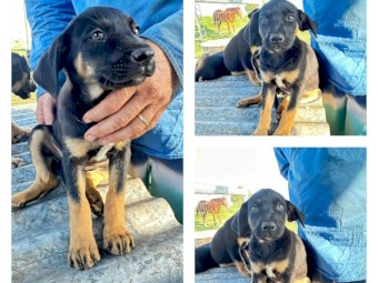 Keplie Pups